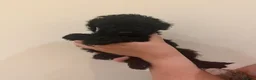 Cockapoo dogs for sale: Ready Now f1b Black & Brown Cockapoo Puppies! 🐾 - Advert 33