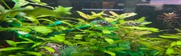 Cichlids fish for sale: Polar Blue Parrot Cichlids(short body) - Advert 2