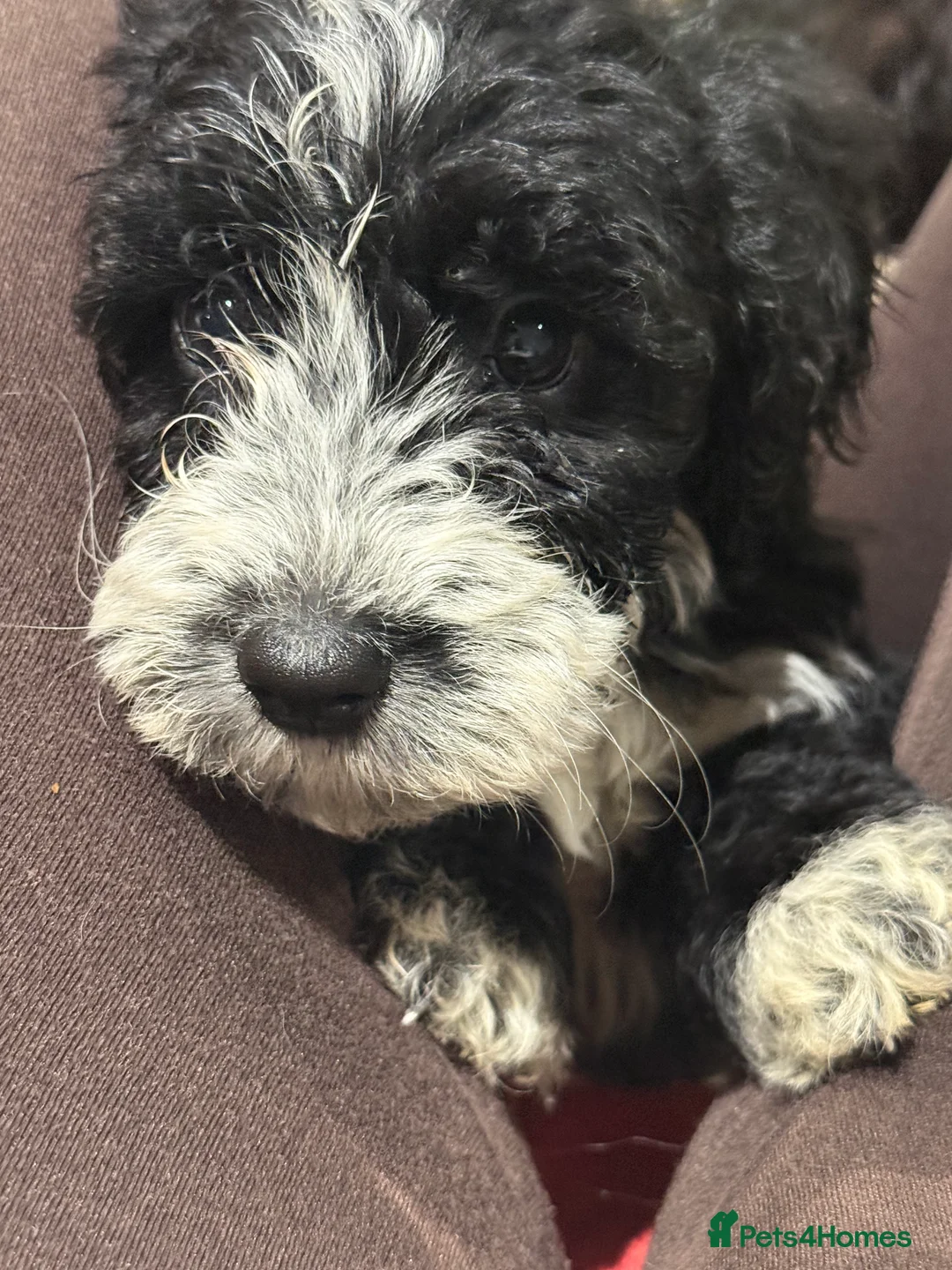 Cockapoo dogs for sale: Miniature f1 Cockapoos puppies - Advert 27