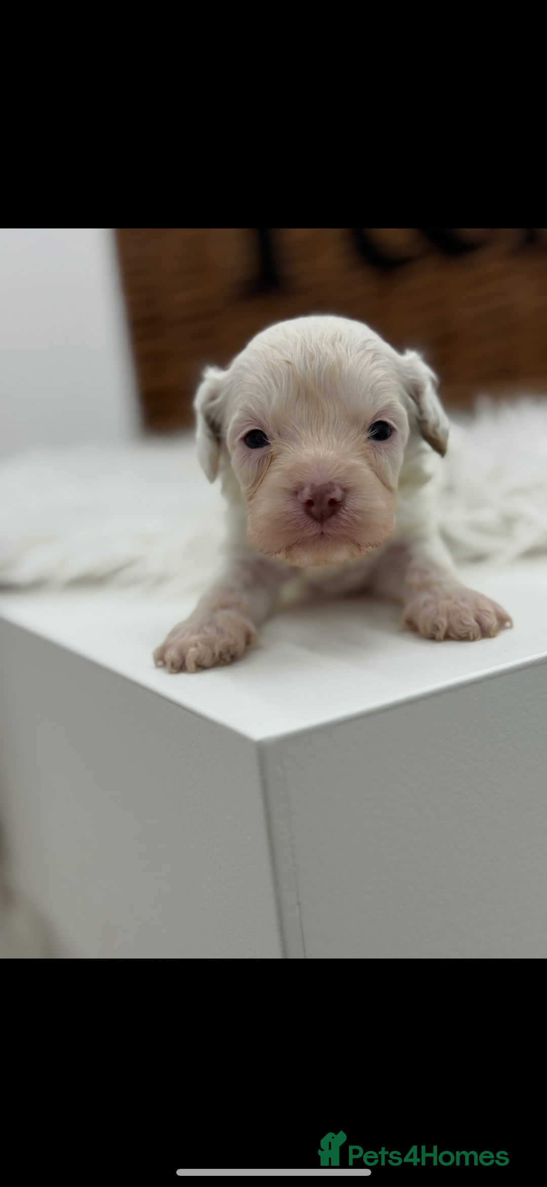 Cavapoo dogs for sale: Mini F1 Cavapoos Exstensively Health Testec  - Image 7