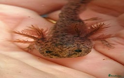 Axolotl reptiles for sale: Axolotls  - Image 21
