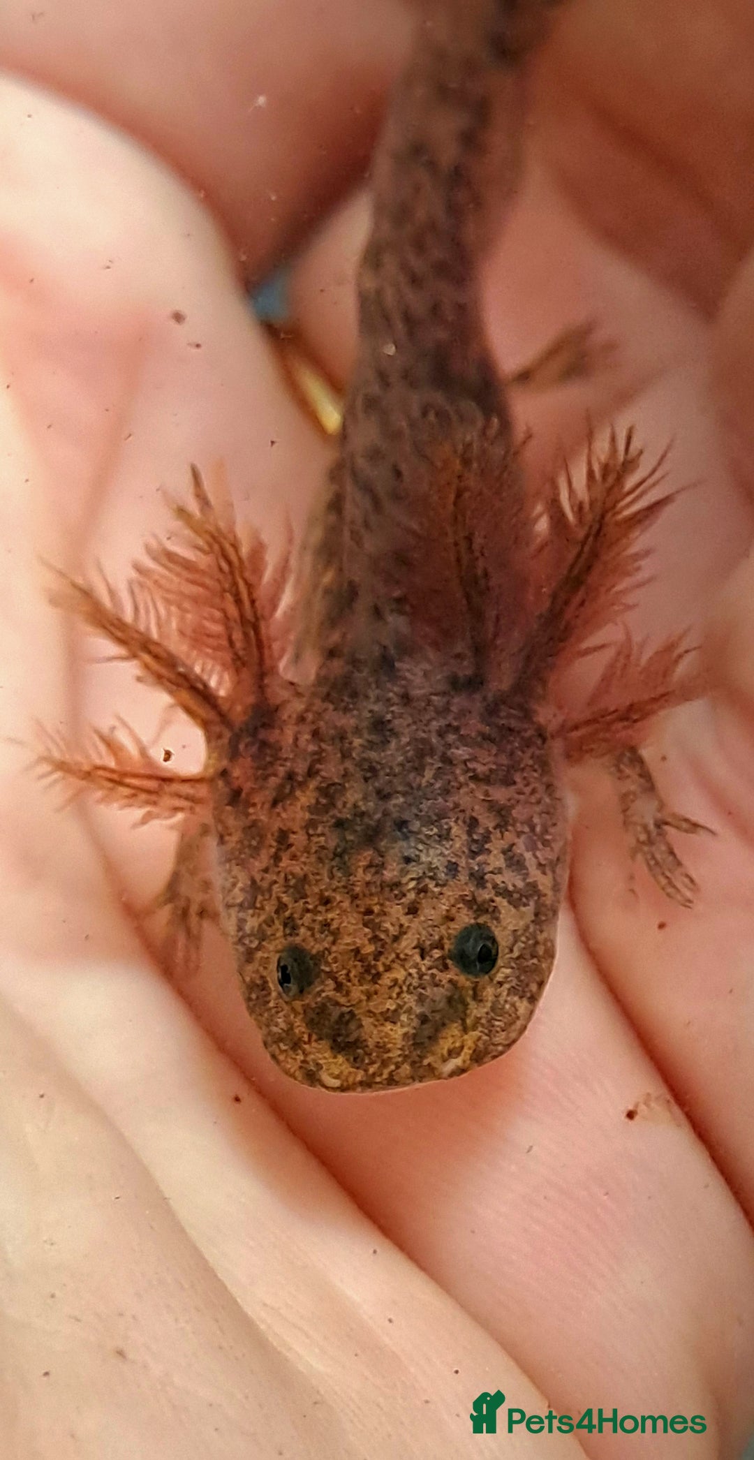 Axolotl reptiles for sale: Axolotls  - Image 21