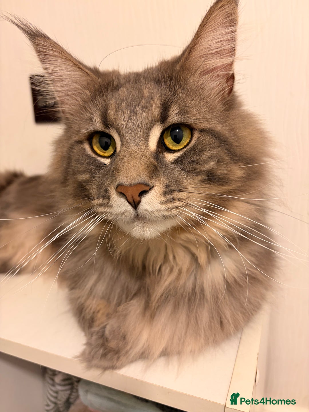 Maine Coon cats for sale: 🐾 Stunning Maine Coon for Sale – Lennox 🐾 - Advert 2