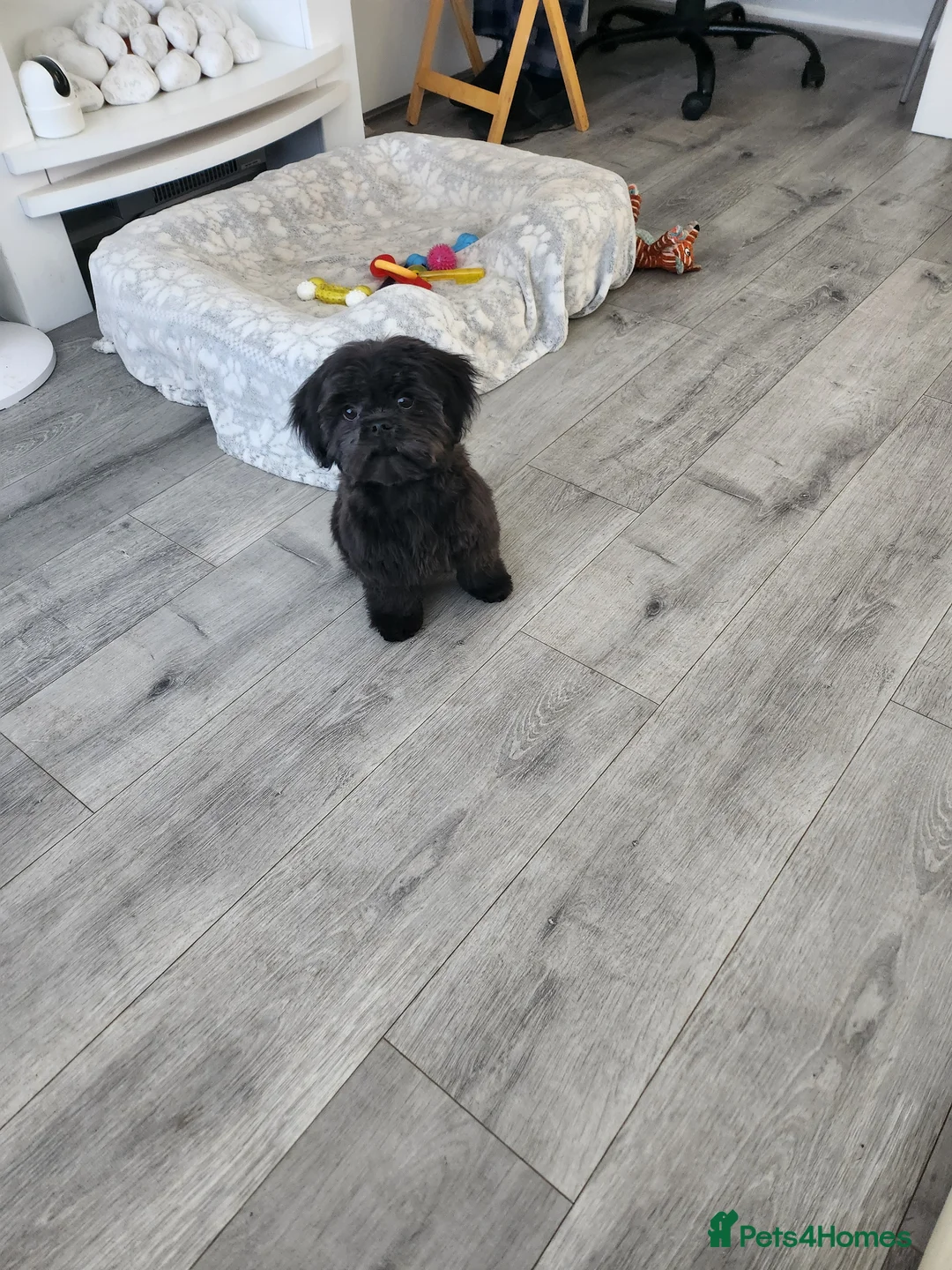 Shih Tzu dogs for sale: Shih Tzu 6mth Male Puppy - Advert 2