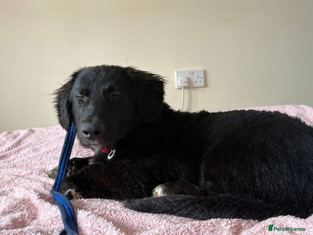 Mixed Breed dogs for adoption: Leo - Norwich Norfolk  - Advert 5