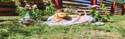 Springador dogs for sale: 6 beautiful springador Puppies fo4 sale - Advert 18