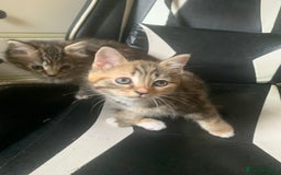 Mixed Breed cats for sale: Two gorgeous kittens for sale. - Image 12