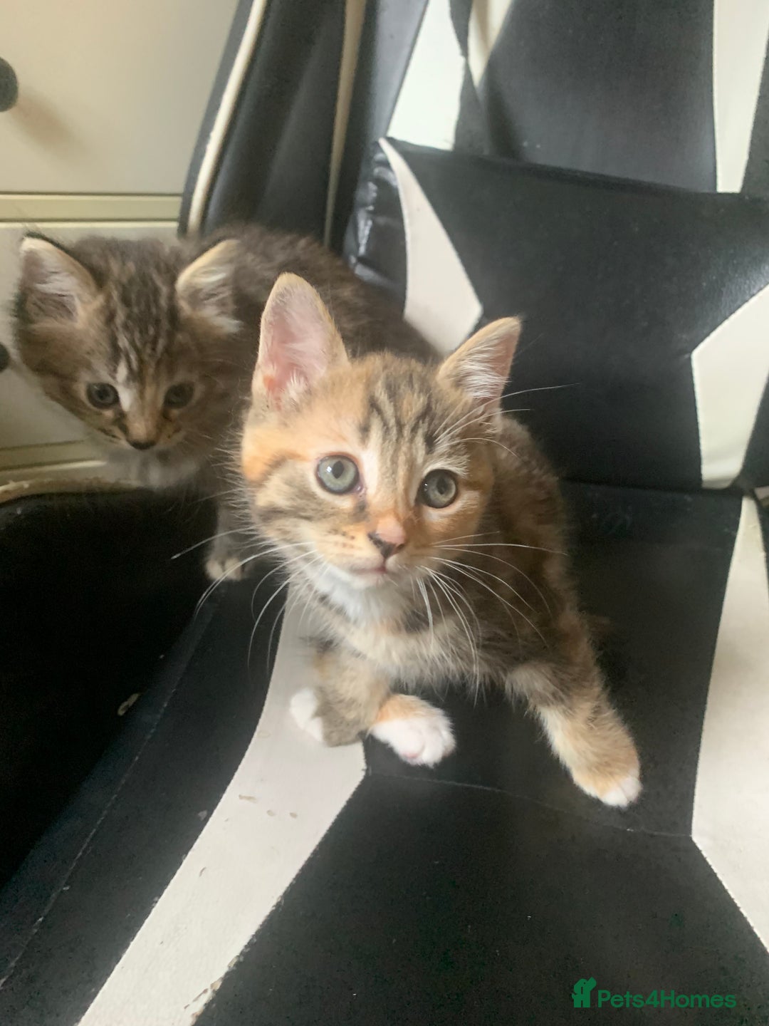 Mixed Breed cats for sale: Two gorgeous kittens for sale. - Image 12