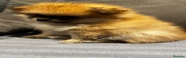 Pomeranian 3