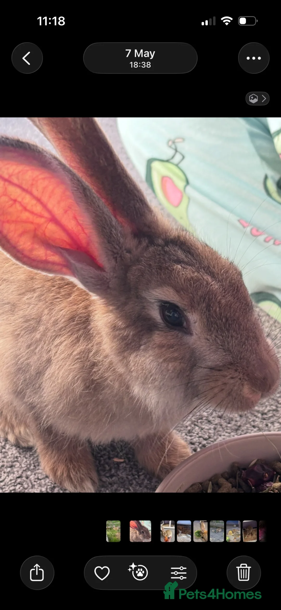 Continental Giant rabbits for sale: Giant continental rabbit  in Swansea - Advert 2