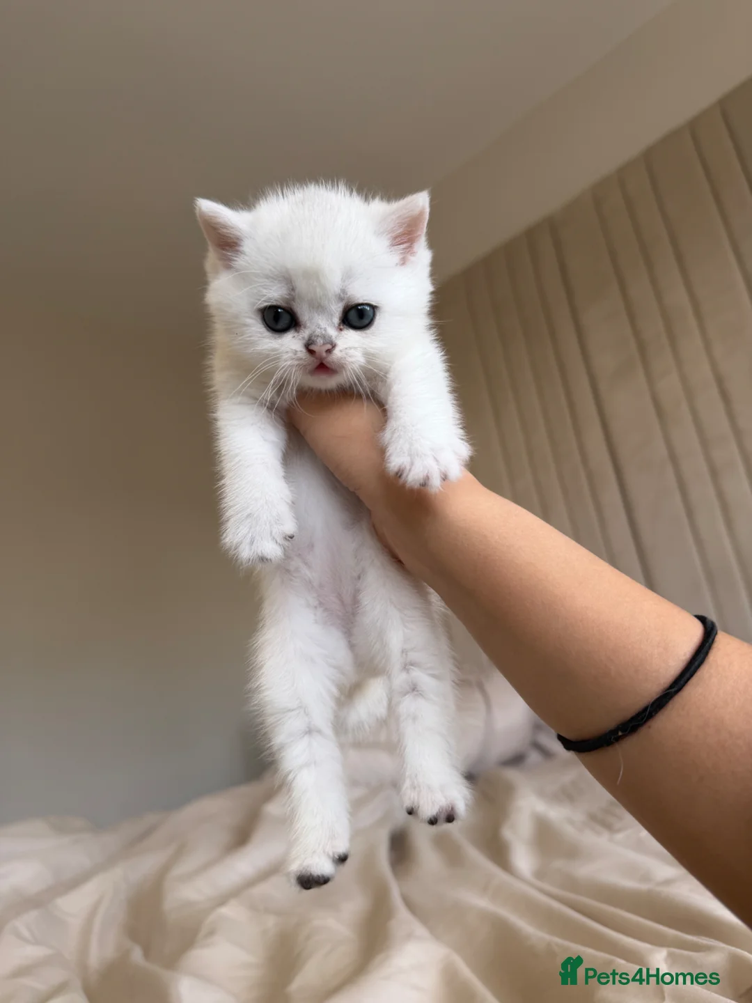 British Shorthair cats for sale: British shorthair kittens  in Derby - Advert 2
