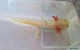 Axolotl reptiles for sale: Axolotls - Image 20