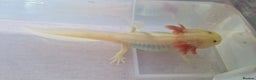 Axolotl reptiles for sale: Axolotls - Advert 21