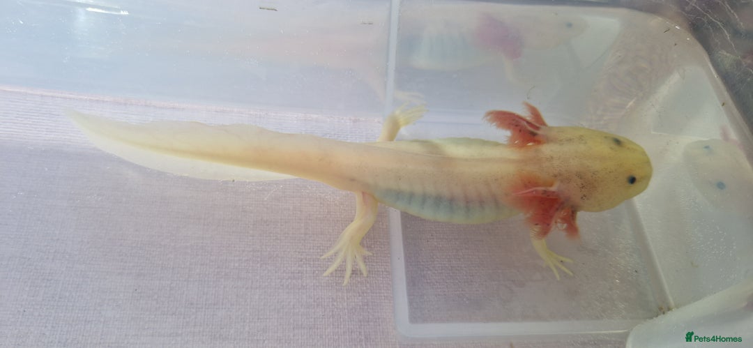 Axolotl reptiles for sale: Axolotls - Image 20