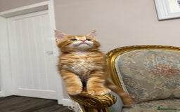 Maine Coon cats for sale: Maine Coon Kittens with Elite Heritage 🌟🌟🌟🌟🌟 - Image 37