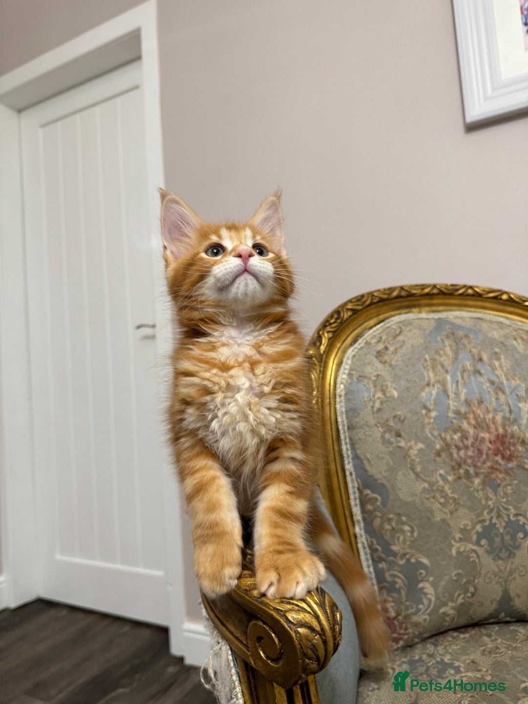 Maine Coon cats for sale: Maine Coon Kittens with Elite Heritage 🌟🌟🌟🌟🌟 - Image 37