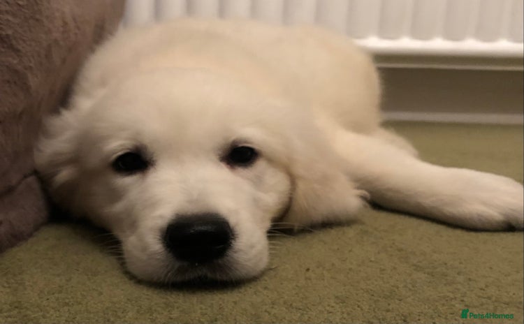 Golden Retriever dogs - Advert 1