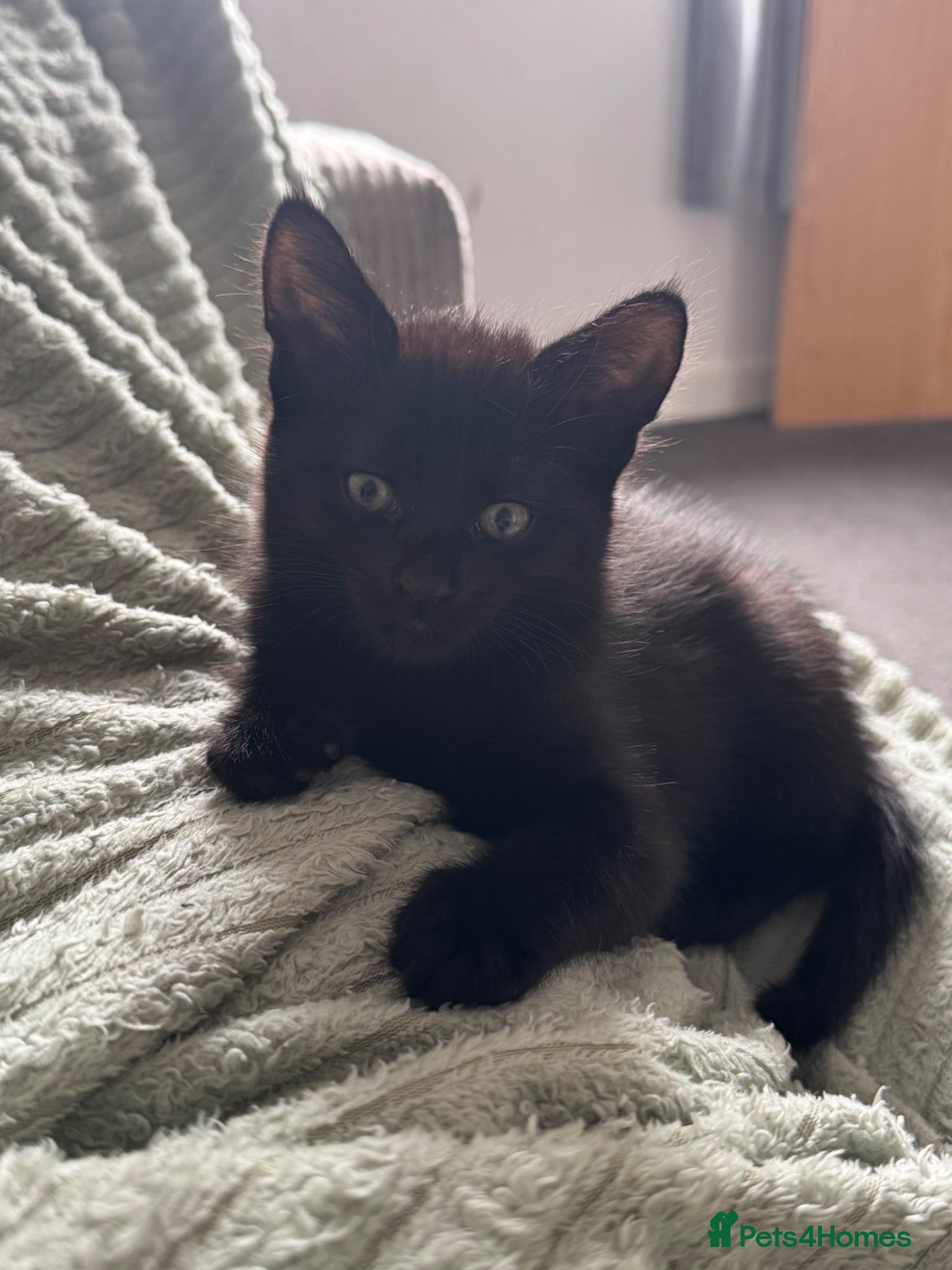 Mixed Breed cats Kittens for sale  - Advert 14
