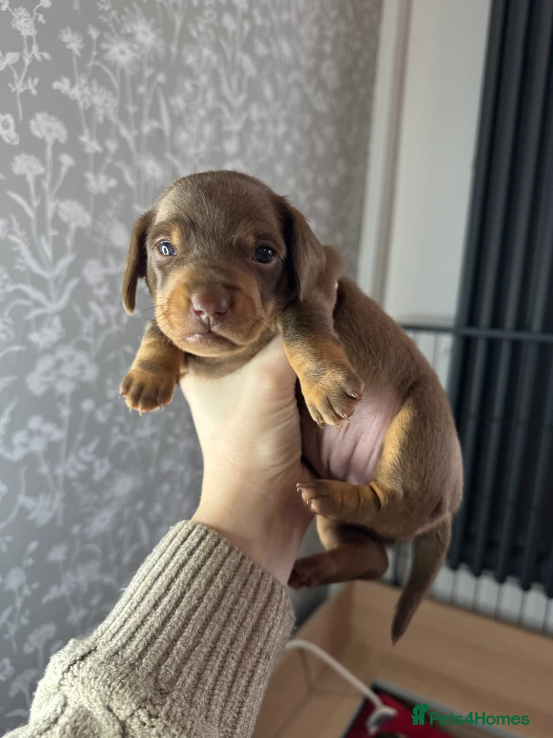 Miniature Dachshund dogs for sale: 3 beautiful miniature dachshund girls.  - Advert 13