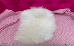 Pomeranian dogs for sale: READY 2nd August KC White Teddy Bear Poms - Image 7