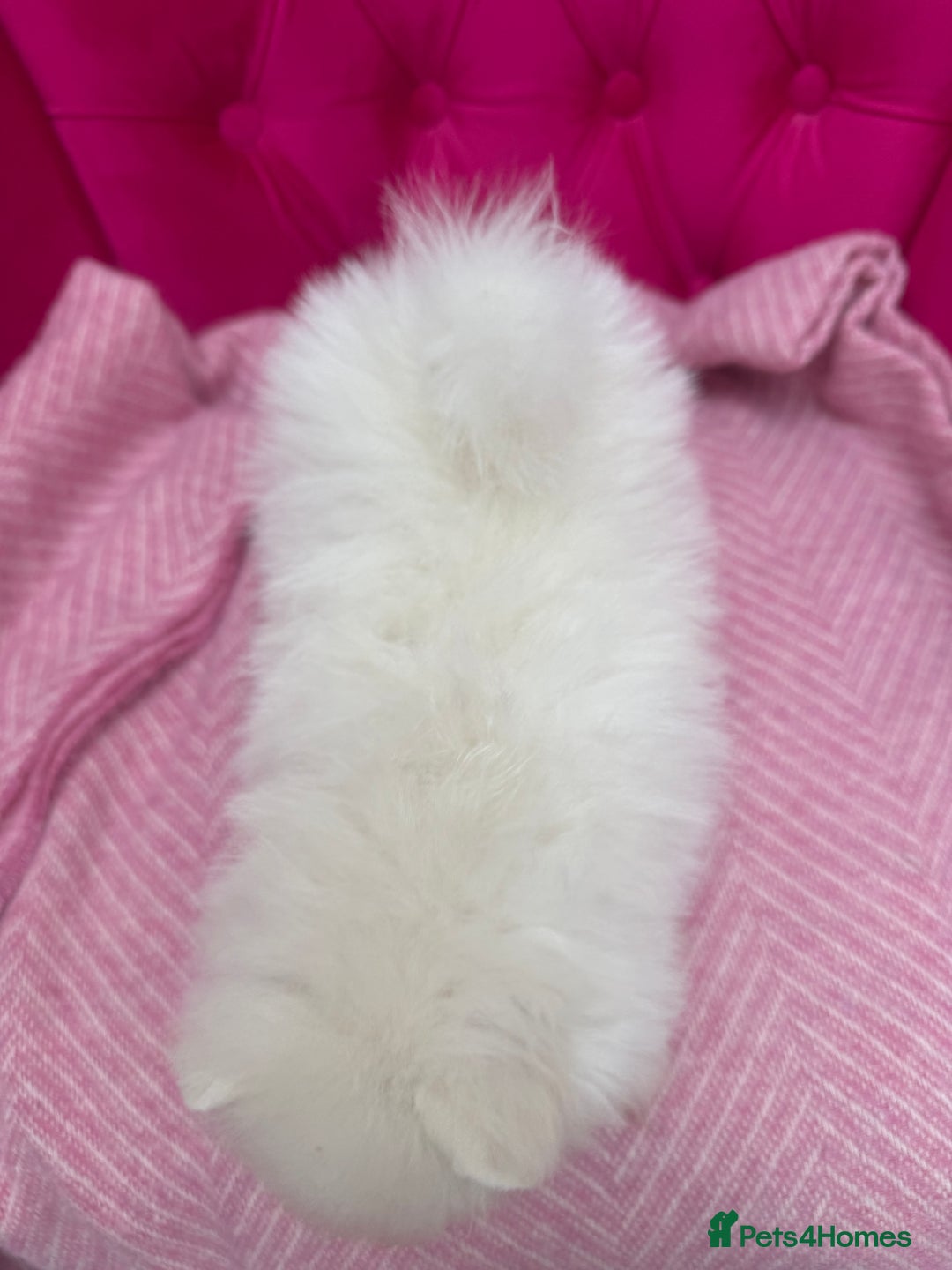 Pomeranian dogs for sale: READY 2nd August KC White Teddy Bear Poms - Image 7