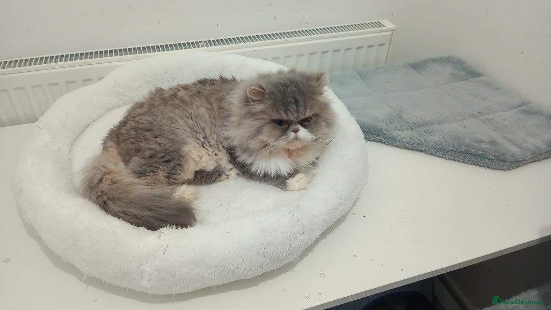 Persian cats for sale: Mother & daughter rehoming together pls - Image 9