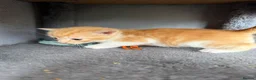 Domestic Shorthair cats for sale: Kittens for sale (including ginger females!) - Advert 13