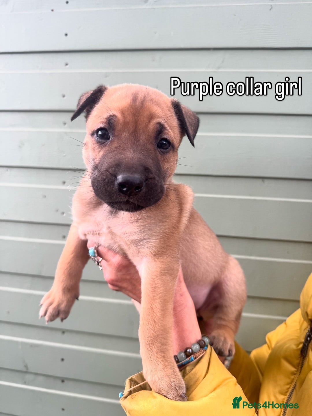 Mixed Breed dogs for sale: Stunning bullherder pups  - Image 3