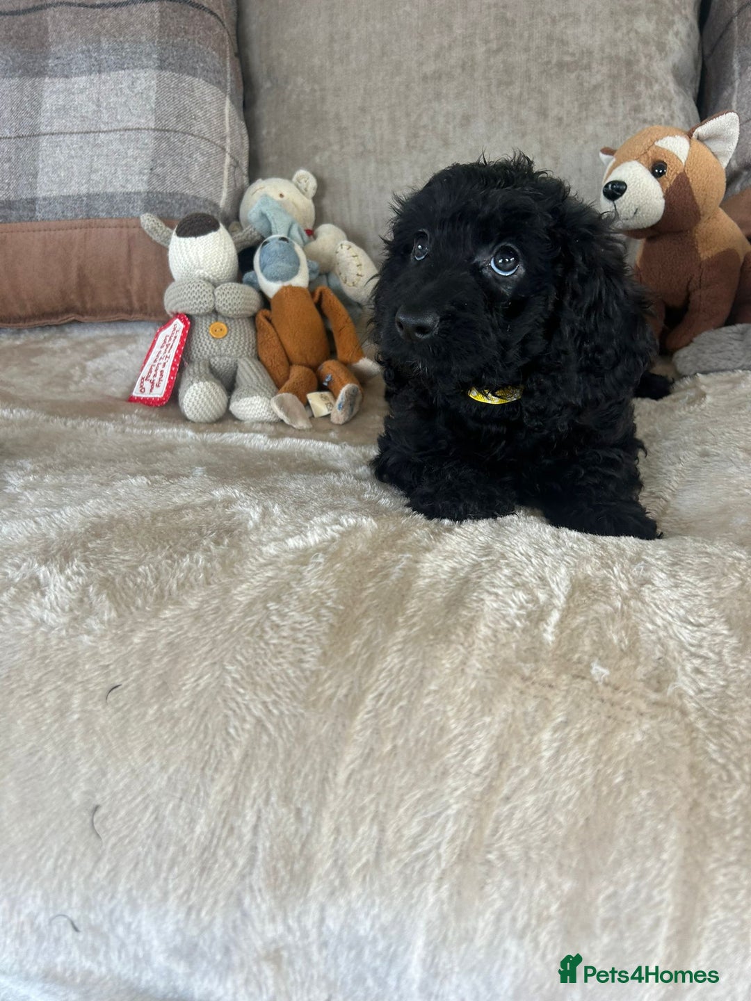 Cockapoo dogs for sale: Gorgeous F1 cockapoo puppies  - Image 27