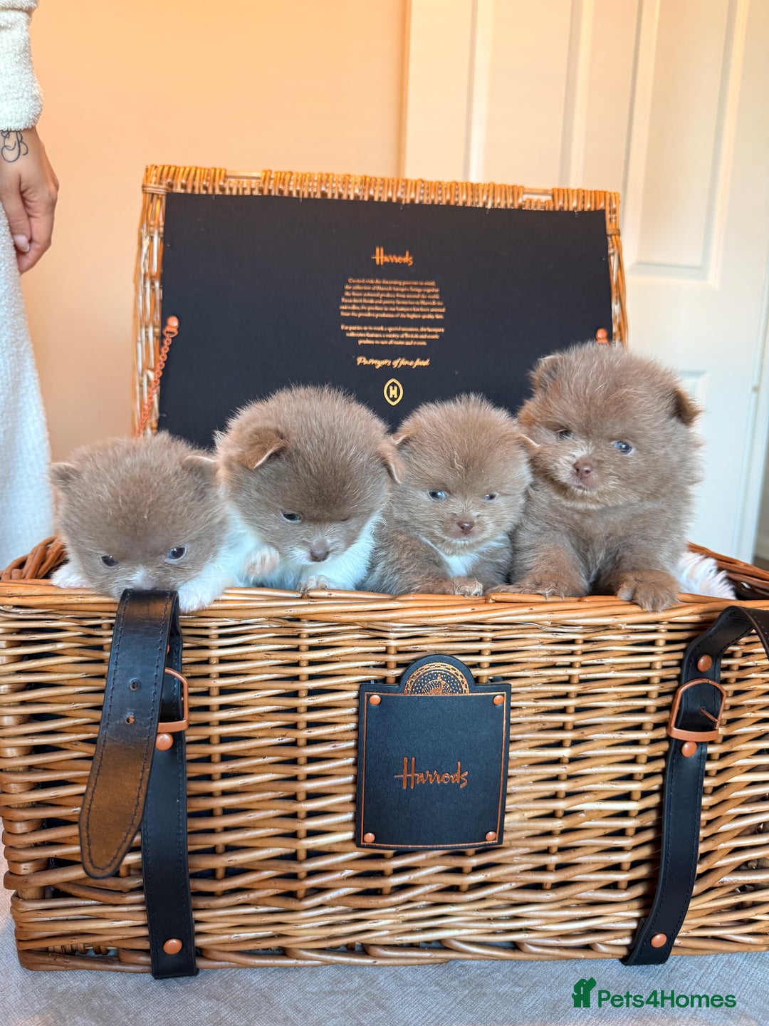 Pomeranian dogs for sale: KC Registered Lilac Pomeranian Puppies 💜 - Advert 1