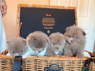 Pomeranian dogs KC Registered Lilac Pomeranian Puppies 💜 - Advert 3