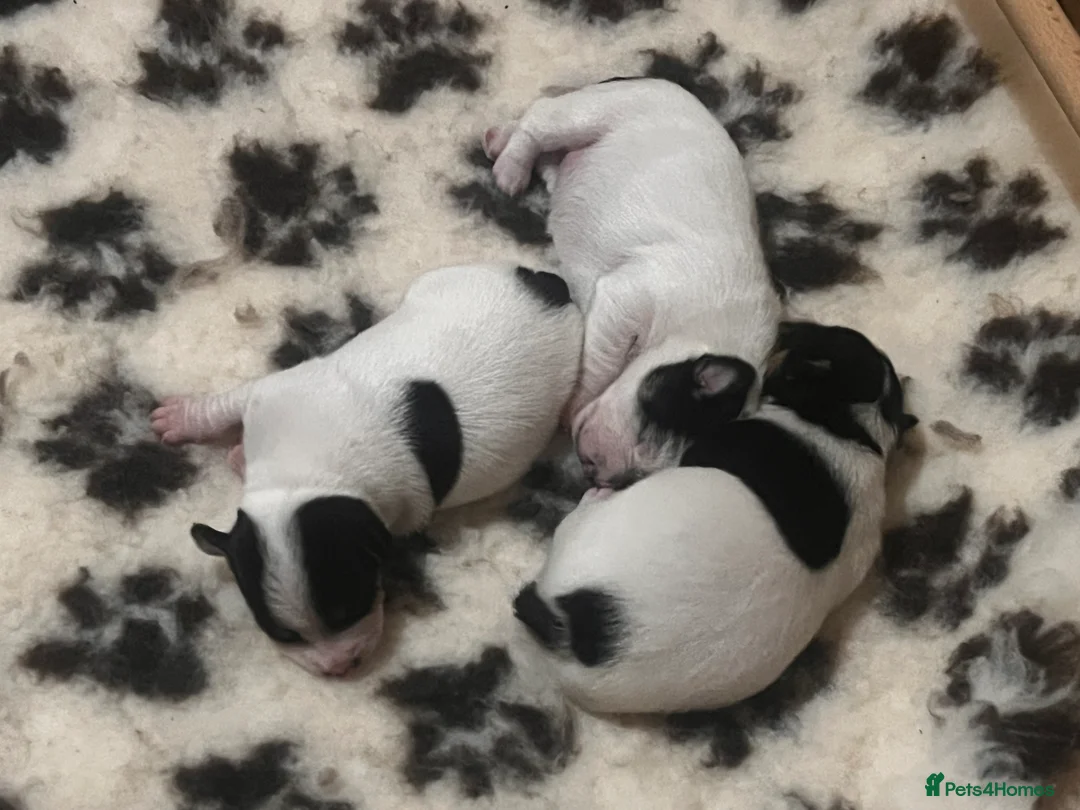 Jack Chi dogs for sale: Adorable Jack Chi puppies  - Advert 6