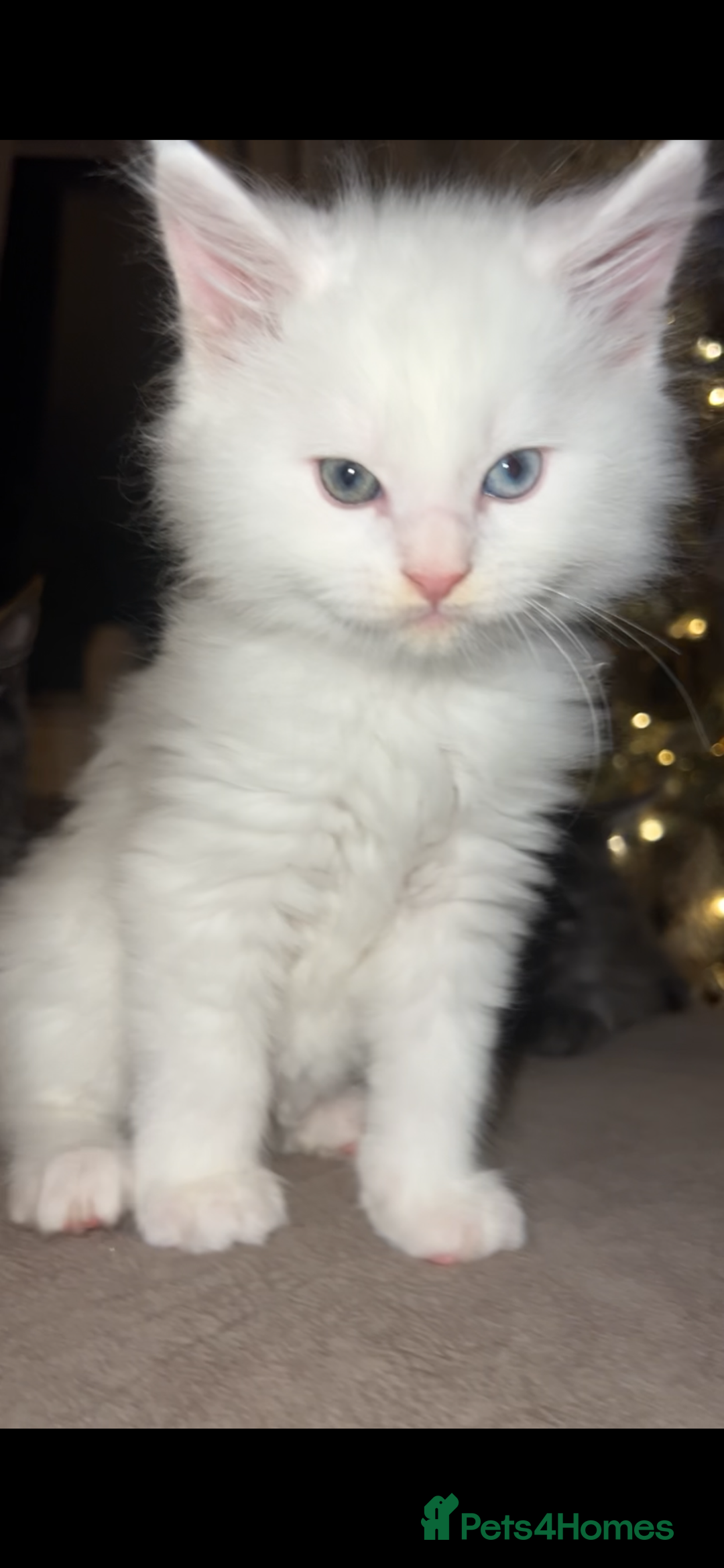 Maine Coon cats for sale: Stunning white and smoke Xl Maine coons (odd eyes) - Advert 31