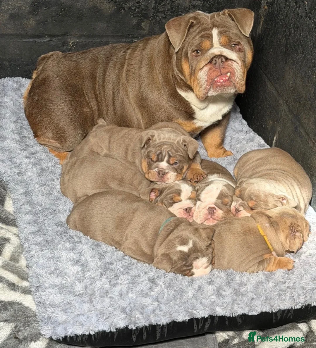 English Bulldog dogs for sale: English Bulldog  - Advert 2