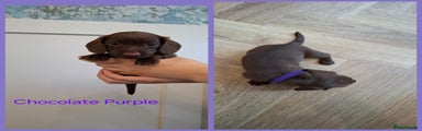 Miniature Dachshund Puppy 2