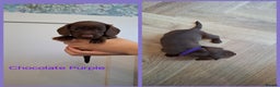 Miniature Dachshund dogs for sale: Female Miniature Dachshund Puppies - Advert 8
