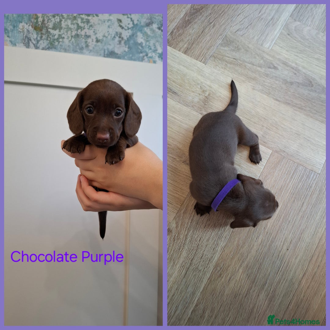 Miniature Dachshund dogs for sale: Female Dachshund Puppies - Image 6