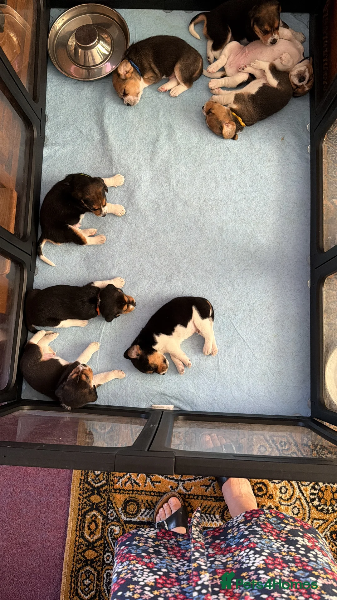 Beagle dogs for sale: Beagle – Beautiful Traditional Tri-Colour Beagles - Advert 2