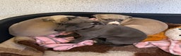 Whippet dogs for sale: 5 beautiful kc registered whippit puppies  - Advert 4