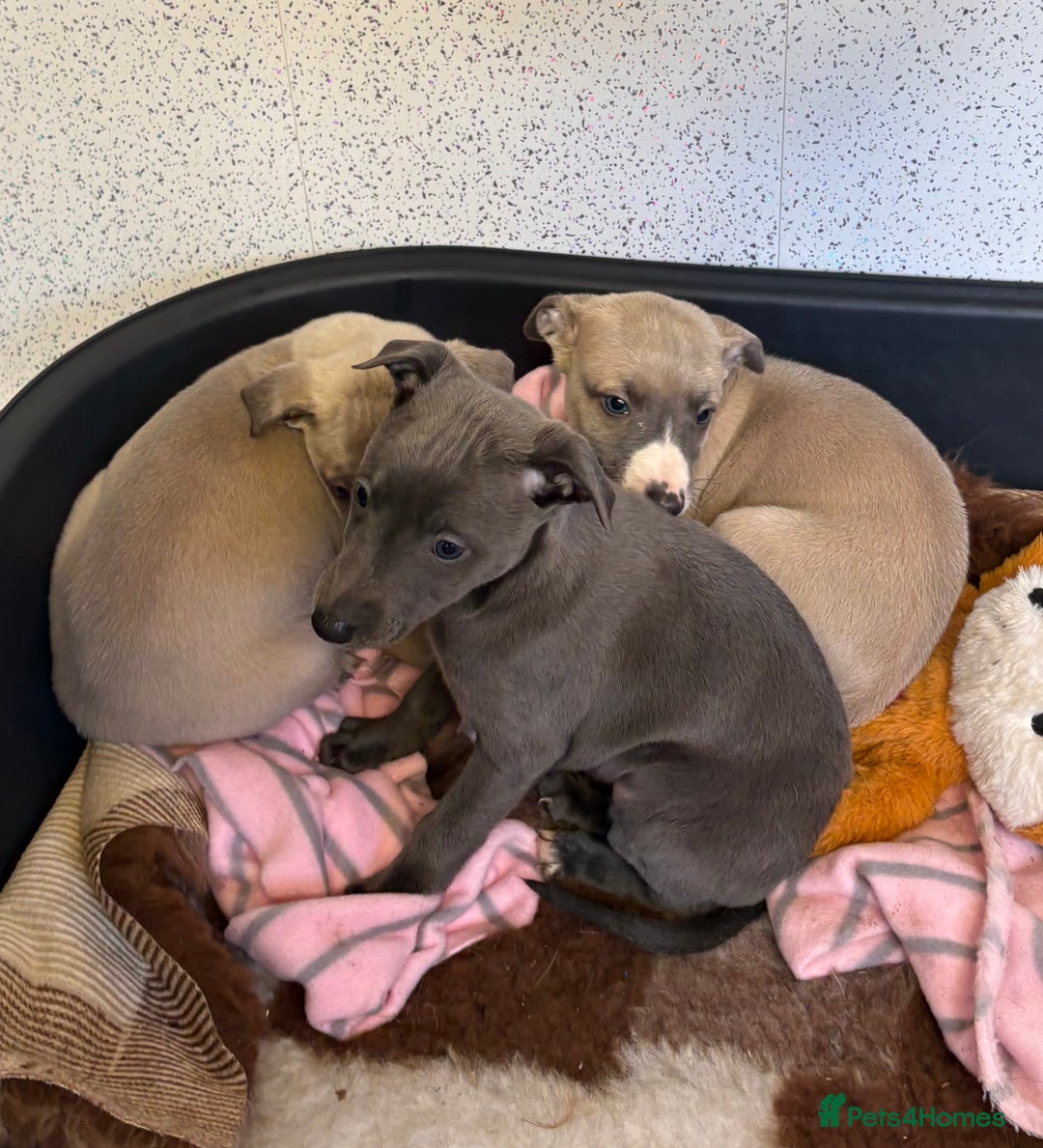Whippet dogs for sale: 5 beautiful kc registered whippit puppies  - Advert 4