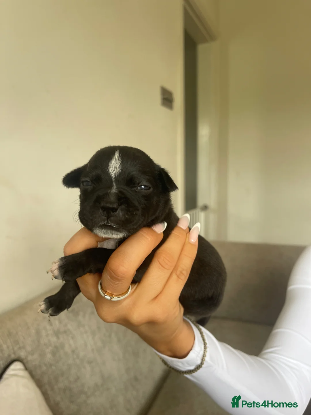 Staffordshire Bull Terrier dogs for sale: 6 Outstanding Staffs pups KC Reg  - Advert 38