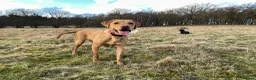 Labrador Retriever dogs for sale: Labrador Red Fox - Advert 2