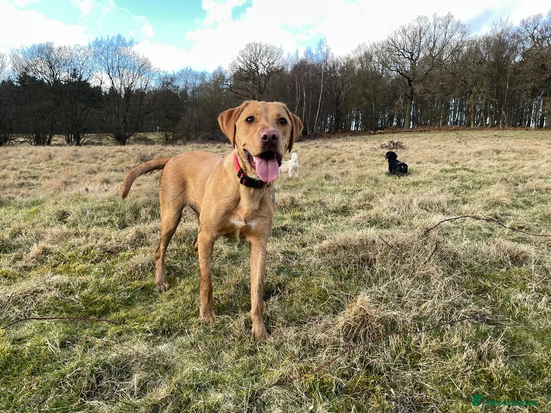 Labrador Retriever dogs for sale: Labrador Red Fox - Advert 2