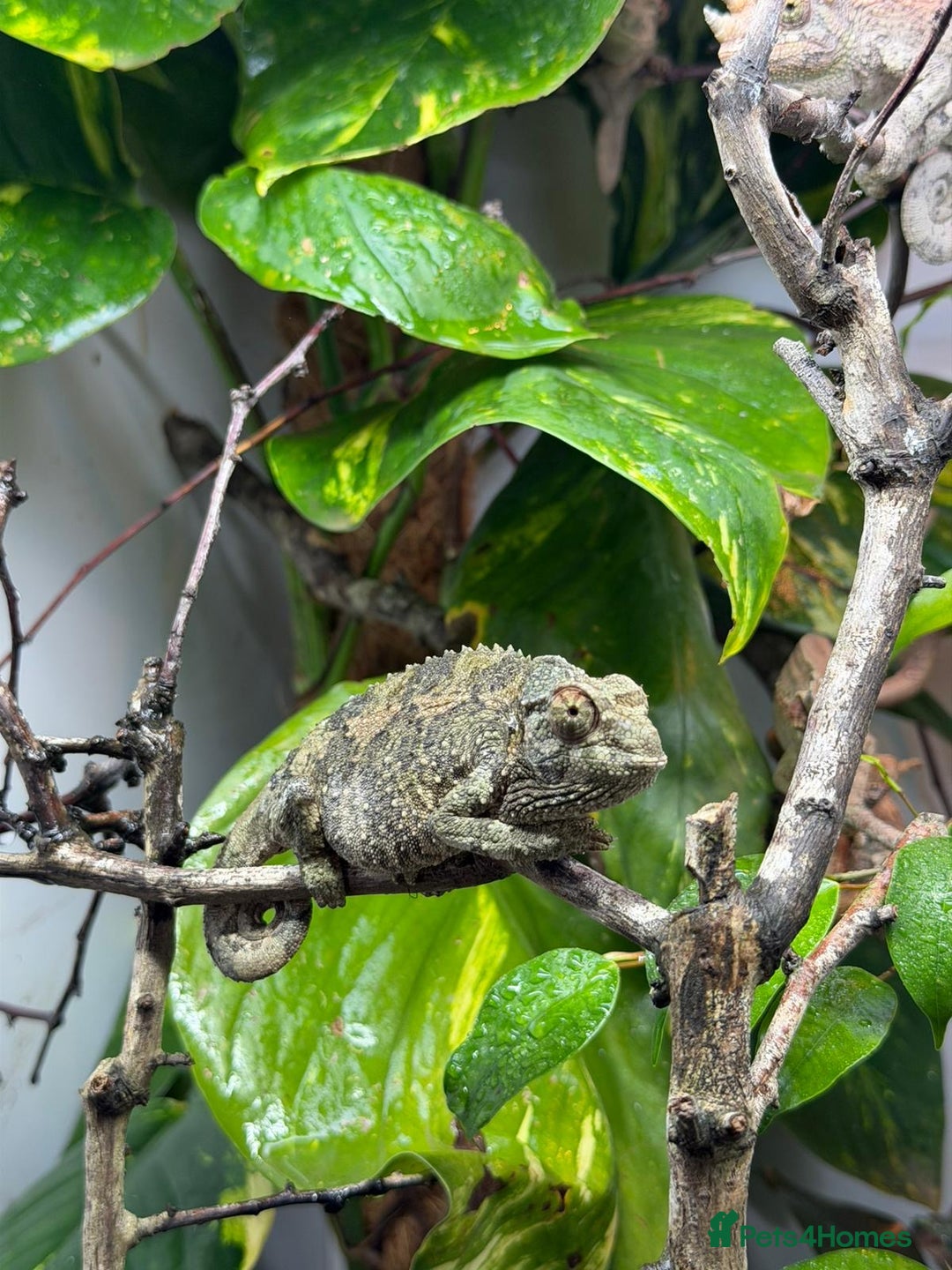 Chameleon reptiles for sale: 6 month old Jackson chameleon  in Plymouth - Image 2