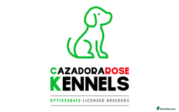 English Springer Spaniel dogs for sale: KC reg, Working Springer spaniel puppies - Image 11