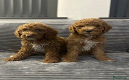 Goldendoodle dogs for sale: Adorable golden doodles - Image 1