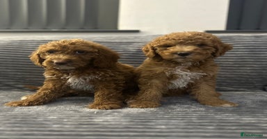 Goldendoodle dogs Adorable golden doodles - Advert 4