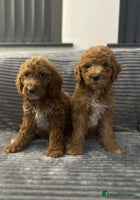 Goldendoodle dogs Adorable golden doodles - Advert 2