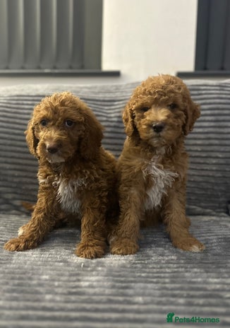 Goldendoodle dogs - Advert 3