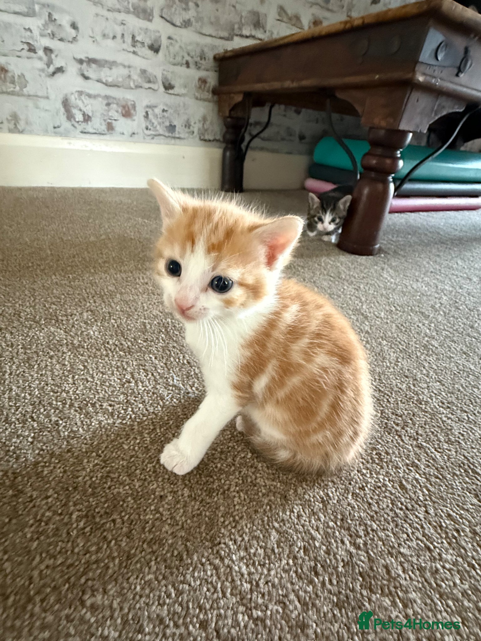 Mixed Breed cats for sale: 3 little adorable kittens - Advert 2